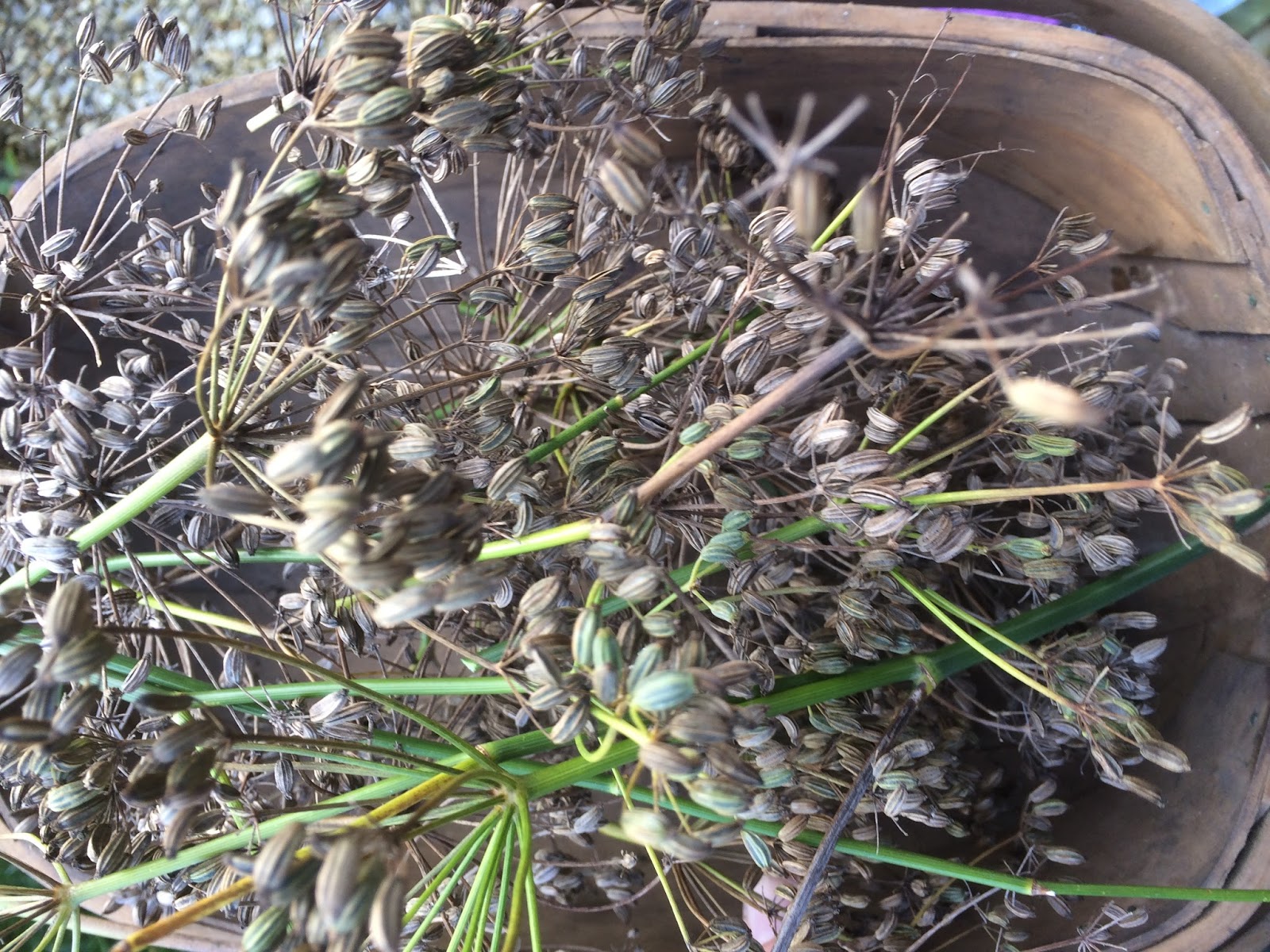 Collecting the Fennel Seed Life on Pig Row