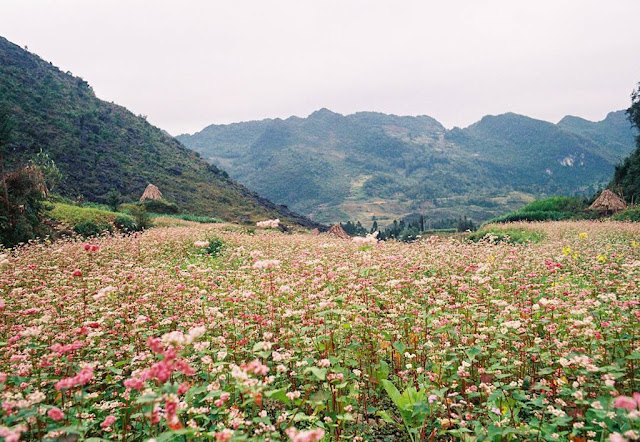 7 check-in places in Ha Giang buckwheat flower season