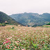 7 check-in places in Ha Giang buckwheat flower season