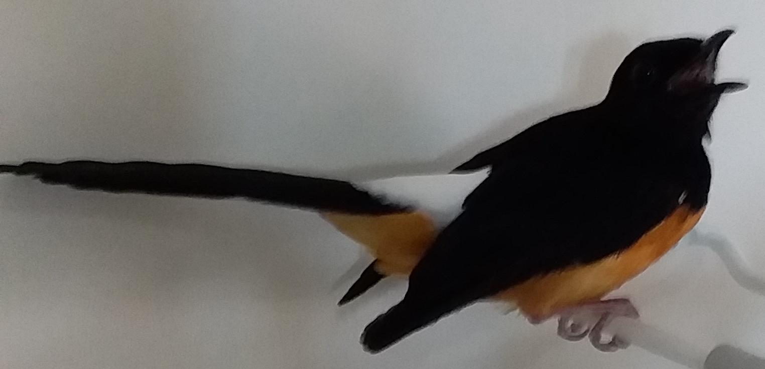 Mencegah Burung Murai Medan Macet Bunyi