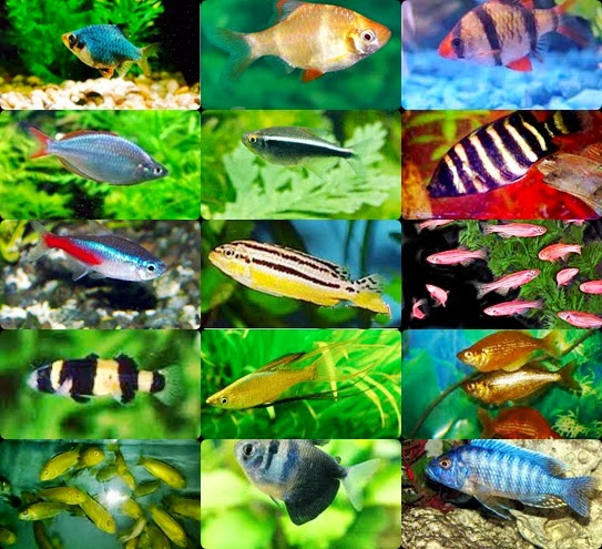 King Fish Aquarium LAPAK IKAN  HIAS 