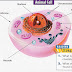 42+ Animal Cell Diagram With Labels Images