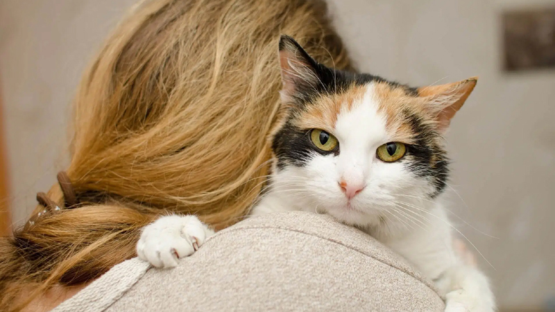 How To Clicker Train Your Cat In 6 Easy Steps