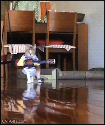 Amazing Cat GIF • Funny cat wearing summer costume with guitar doing a cute Catwalk Amazing Cat GIF • Funny cat wearing summer costume with guitar doing a cute Catwalk