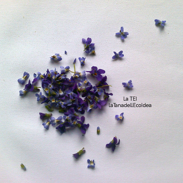 Violette fresche