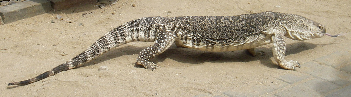 Reptile Research and Conservation Trust Of India: LIZARDS