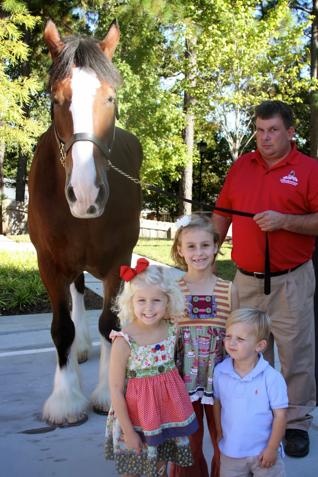 Little HIP Chicks Clydesdales