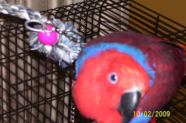 Sheba, our Solomon Island Eclectus Parrot