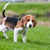Beagle dog thumbnail