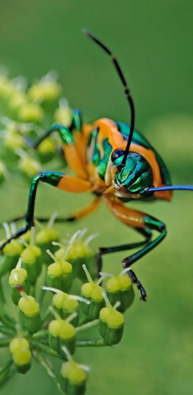 A colorful beetle.