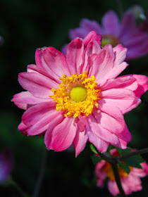 Pamina Japanese Anemone hupehensis japonica by garden muses-not another Toronto gardening blog