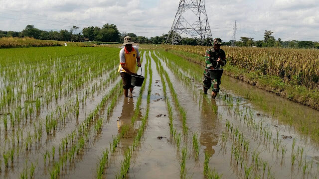 Tingkatkan Produksi Padi Babinsa Koramil 23/Ceper Dampingi Petani Dalam Pemupukan