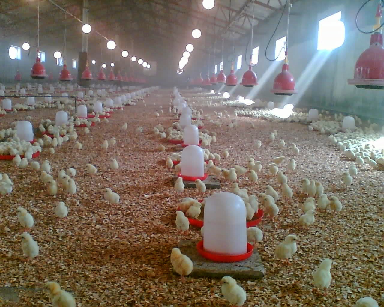 poultry farm business plan in ghana