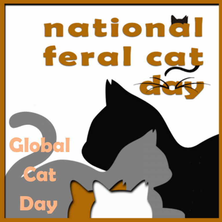 Laila and Angel Minchie National Feral Cat Day