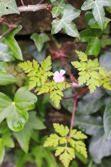 flowers in bloom