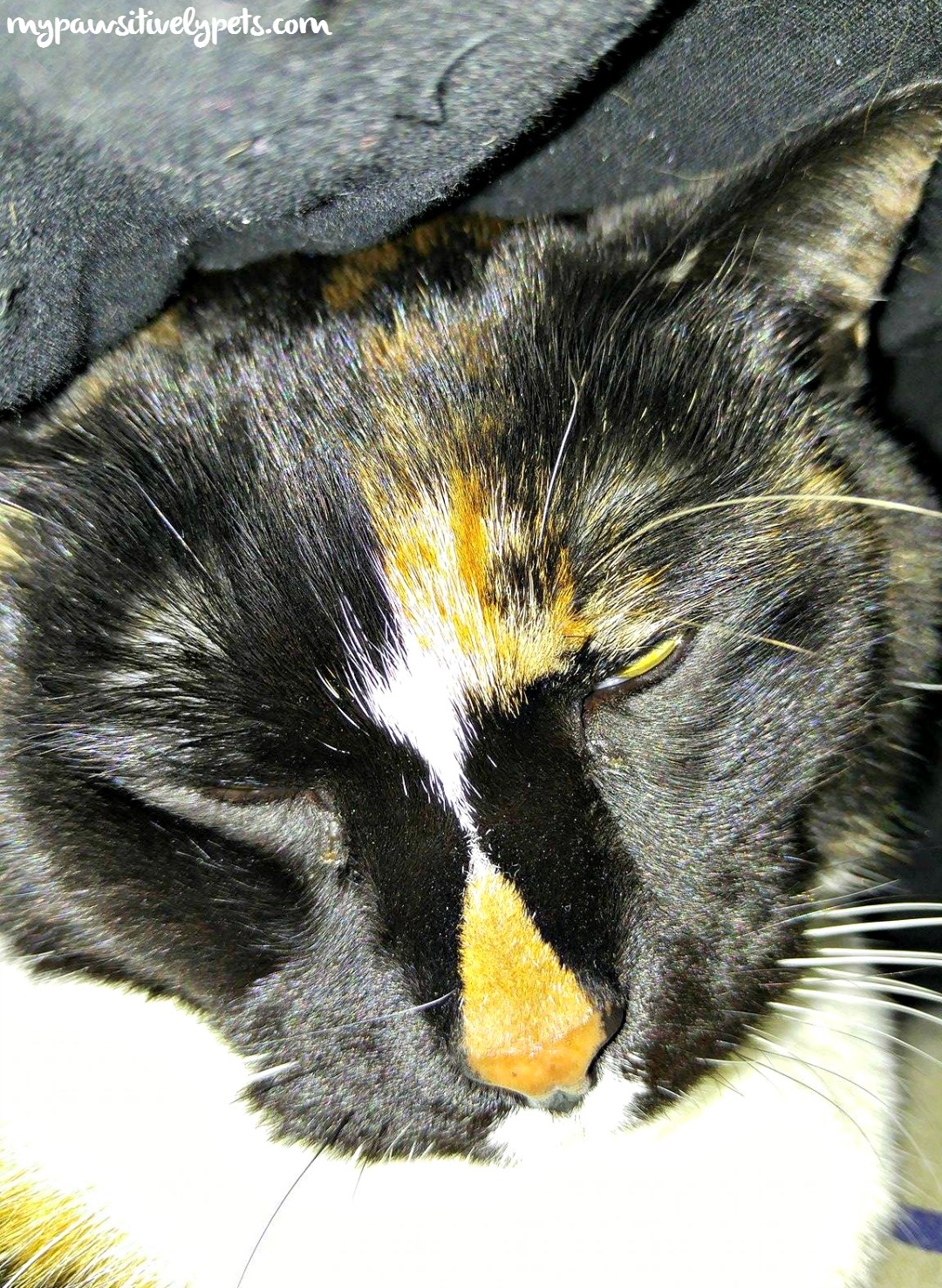 Cat Confessions I Like to Sleep Under the Blankets with My Human