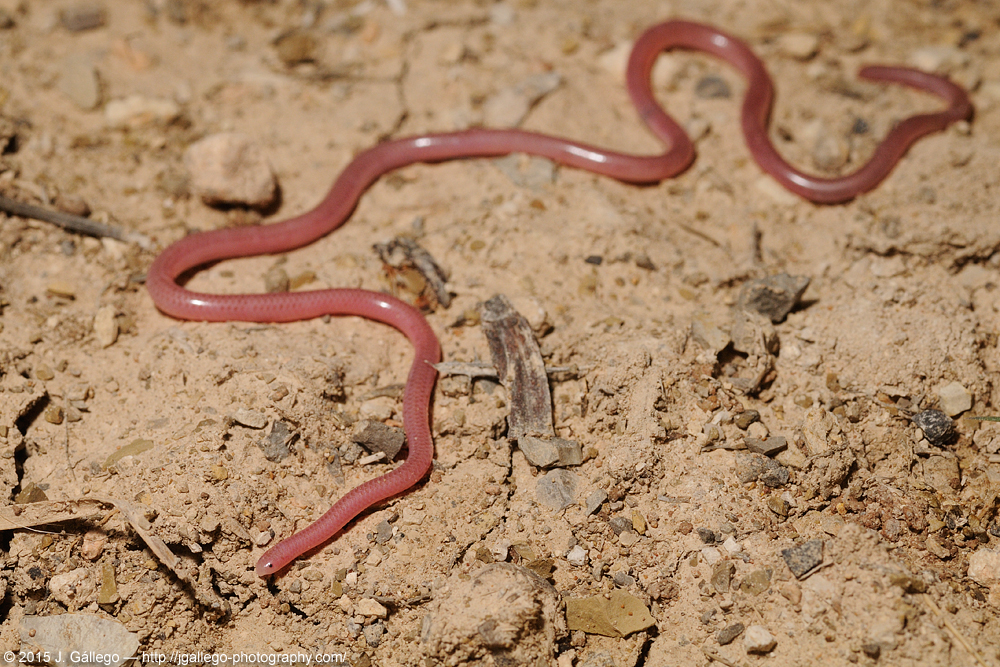 macroinstantes Myriopholis macrorhyncha (II)