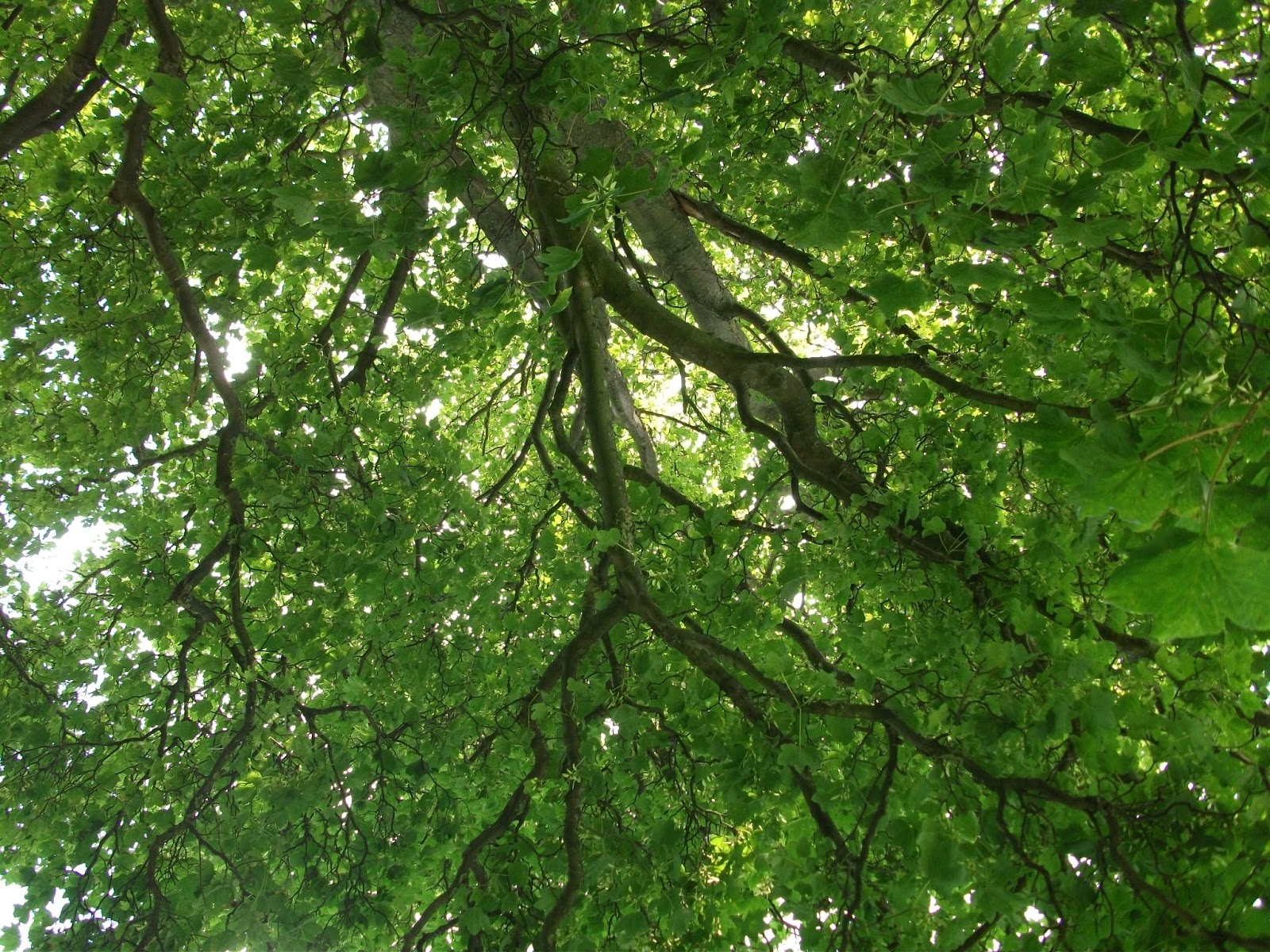 Lying on a rug under a tree