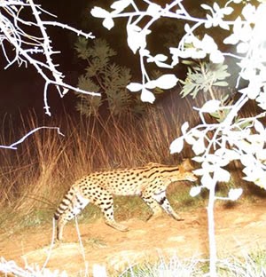 Hedgie's Nature Journal Serval (Stenostira scita)