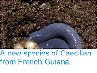 https://sciencythoughts.blogspot.com/2014/05/a-new-species-of-caecilian-from-french.html