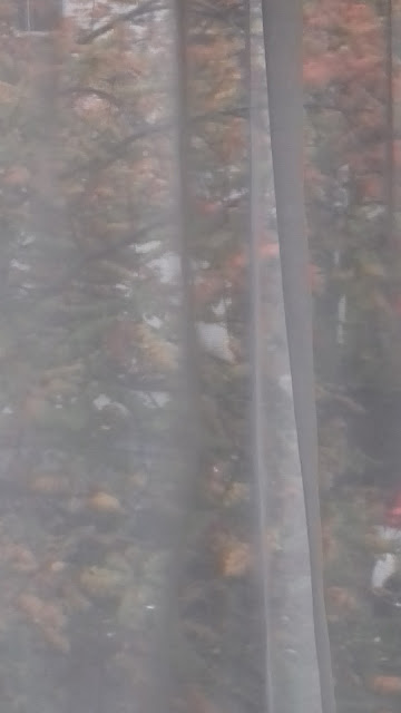 Cawlyd/Nature Veiled/4th November 2017/20171104_080138.jpg