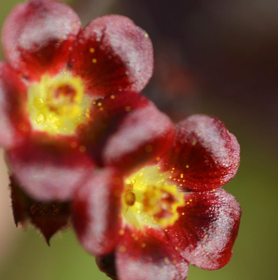 Hiking Curaçao Flora and Fauna Flowers of the Flaira