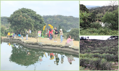 桃園龍潭景點[大北坑休閒農業區] 戀戀魯冰花˙吃喝玩樂盡在其中