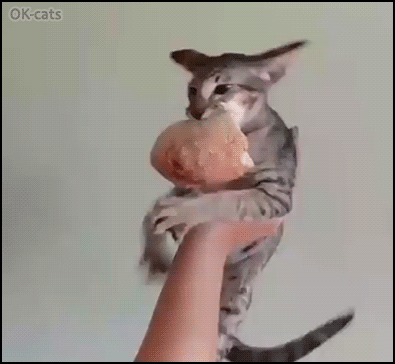 Funny cat GIF • Hungry possessive cat is angry and does not want to share bread with his humans! “MIIINEEE!, “ Funny cat GIF • Hungry possessive cat is angry and does not want to share bread with his humans! “MIIINEEE!, “