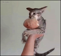 Funny cat GIF • Hungry possessive cat is angry and does not want to share bread with his humans! “MIIINEEE!, “