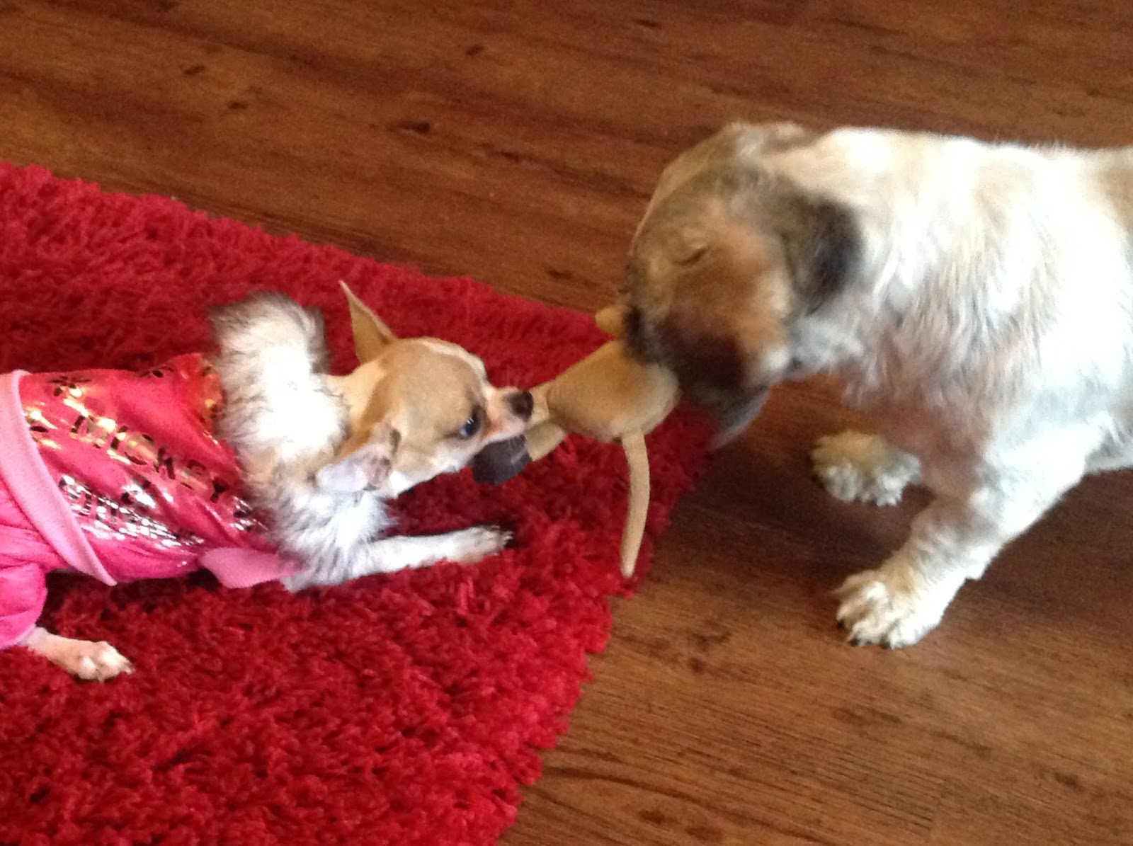 Miss Squeaks Truth About Dogs Miss Squeak Some Training Tips For Your New Puppy!