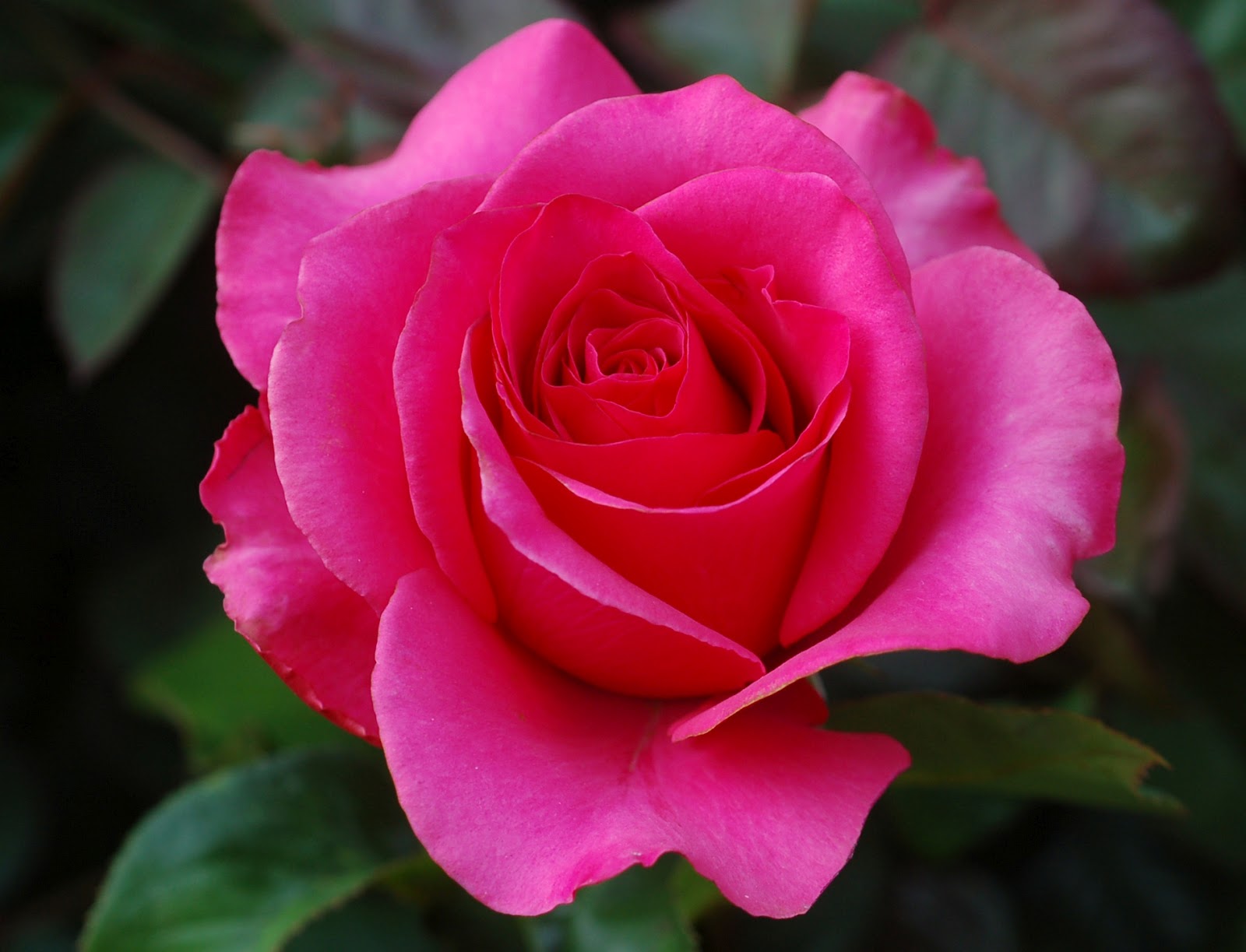 Beautiful Roses, Flowers Wallpapers, Stills, Images Gallery 