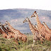 Giraffes Are Officially Added To The List Of The Endangered Species
