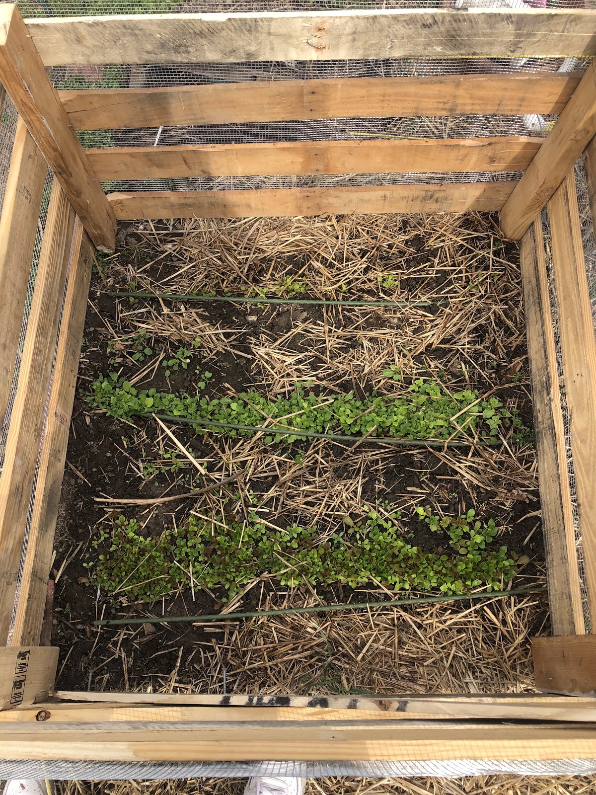 WashingtonGardener DIY Rabbitproof Cage