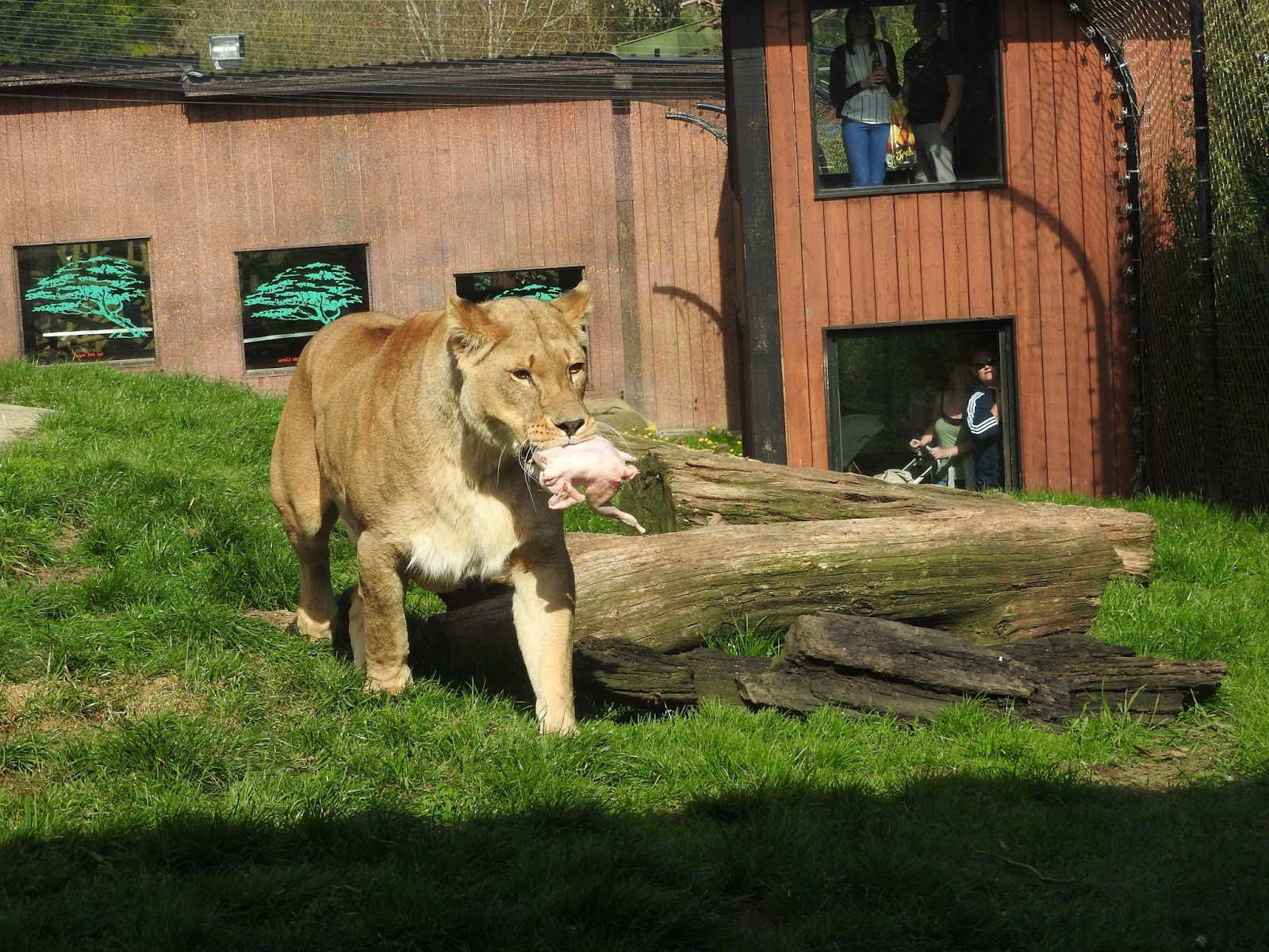 From Sarah Lex Colchester Zoo