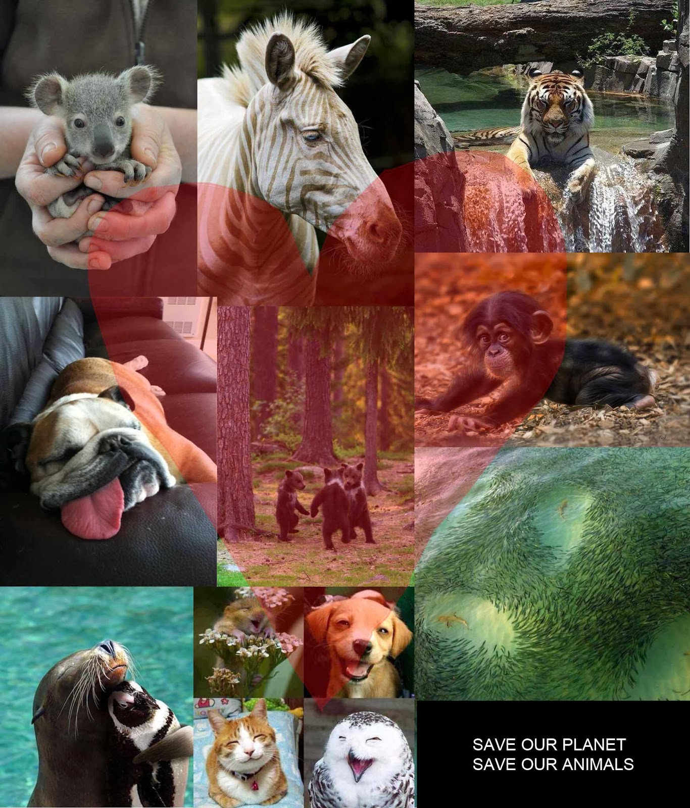 Our animal friends. Our animal friends. Look at the animals. Save our animals 2 lesson plan 4 grade. Our animals.