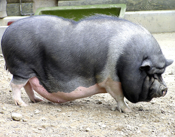 pot-bellied pig, pot-bellied pigs, vietnamese pot-bellied pig, vietnamese pot-bellied pigs, about pot-bellied pig, pot-bellied pig breed, pot-bellied pig breeds, pot-bellied pig care, caring pot-bellied pig, pot-bellied pig color, pot-bellied pig characteristics, pot-bellied pig facts, pot-bellied pig history, pot-bellied pig info, pot-bellied pig images, pot-bellied pig origin, pot-bellied pig photos, pot-bellied pig pictures, pot-bellied pig rarity, raising pot-bellied pig, pot-bellied pig size, pot-bellied pig uses, pot-bellied pig weight