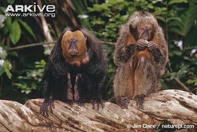 golden faced saki