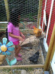 coop chicken neighbor spanish