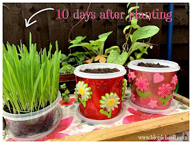 How to Grow Cat Grass at BBHQ c ©BionicBasil® Craft-Fest Day 5 + Happy Grass Pots