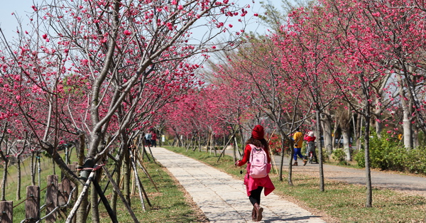 后里中科崴立機電櫻花公園綠萼櫻和八重櫻登場，櫻花步道好好拍