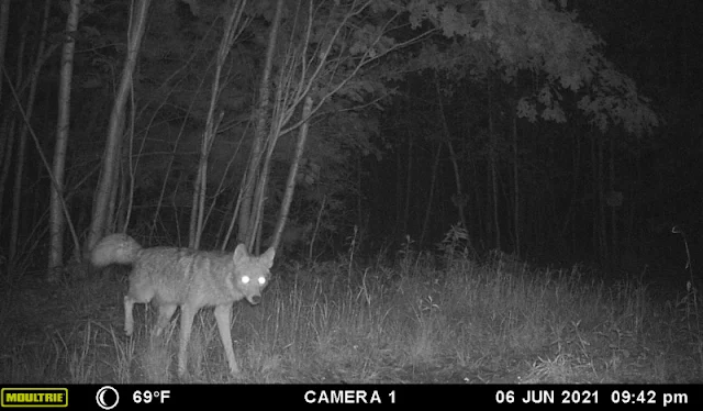 coyote on trail cam in the woods