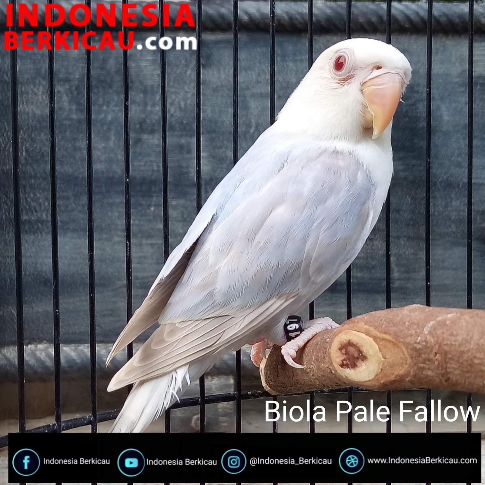 5 Jenis Lovebird Termahal Di Tahun 2020