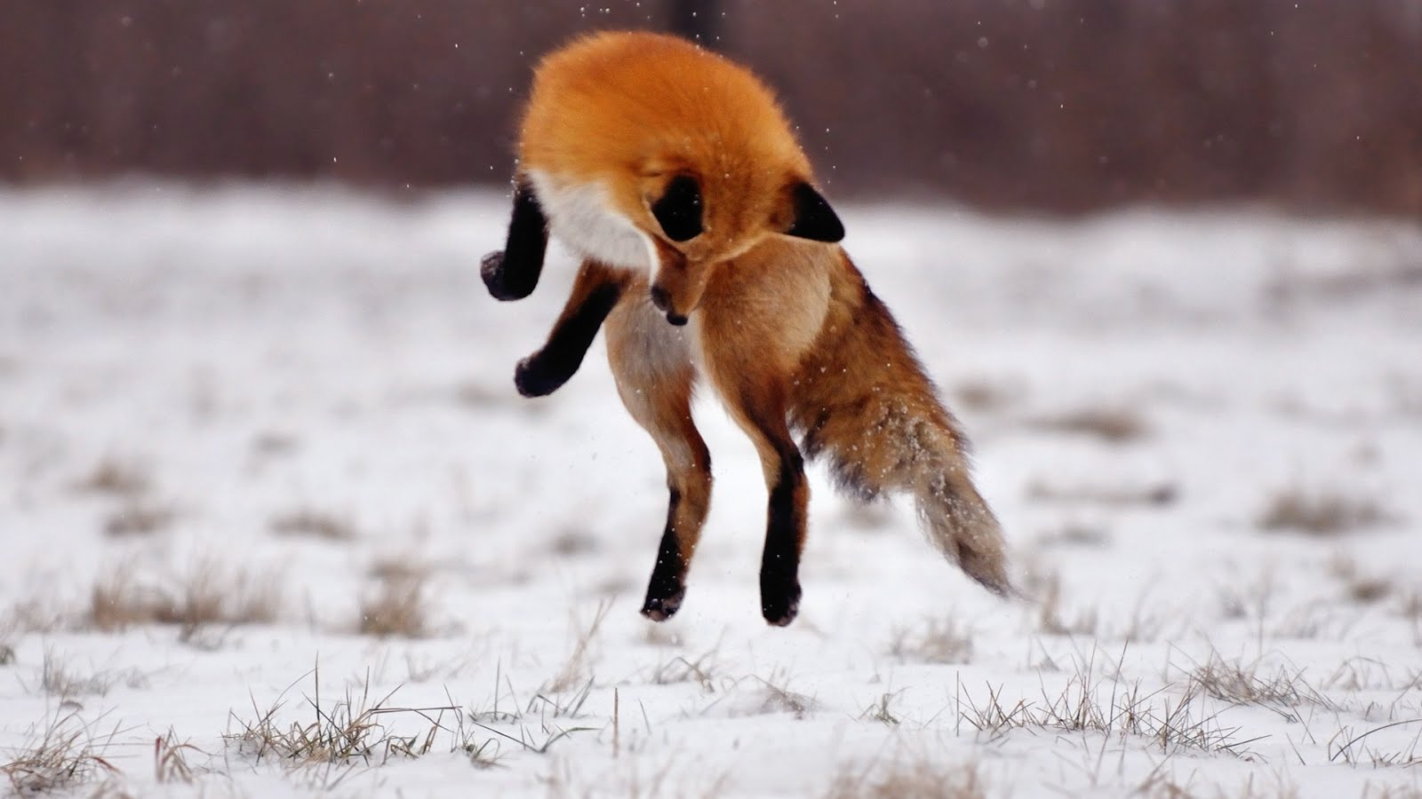 HD wallpapers animals ~ 3D HD Wallpaper