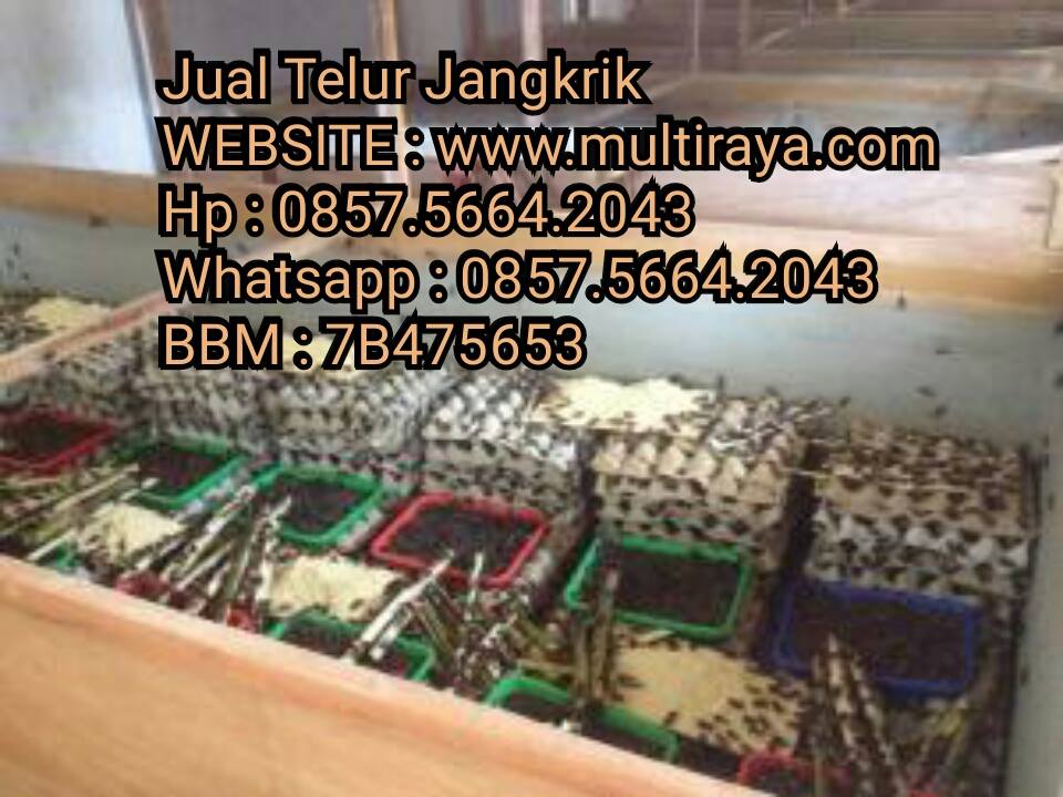 Budidaya Jangkrik Untuk Pakan Burung Pakan Alami Dan Buatan Untuk