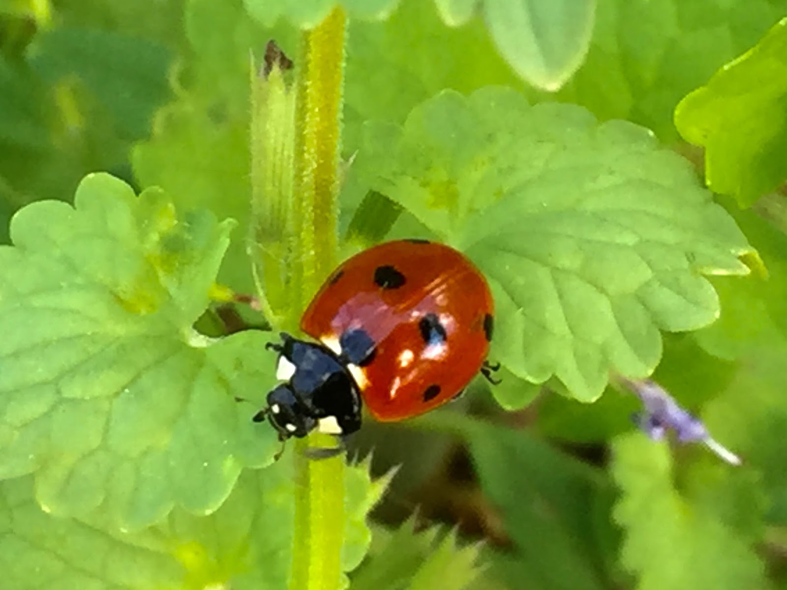 Heart and Sole Food Do Ladybugs Like Their Eggs Scrambled?