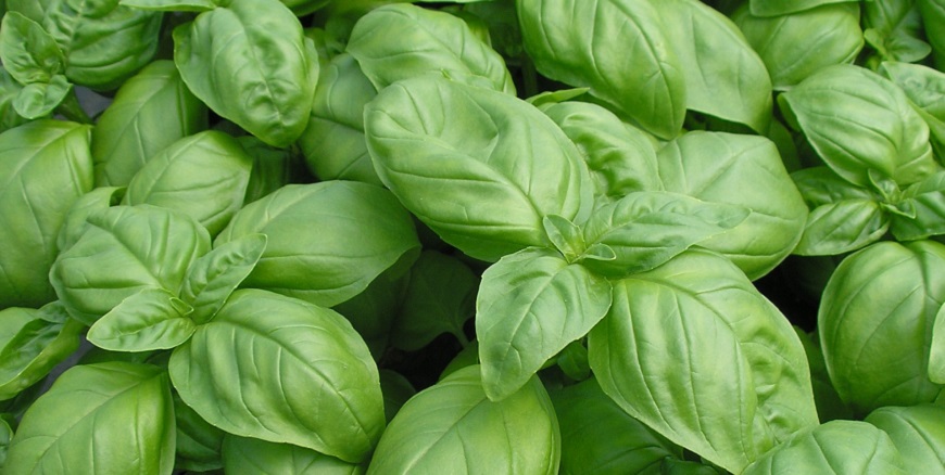 FITOMOR: MANJERICÃO DE FOLHA LARGA - Ocimum basilicum