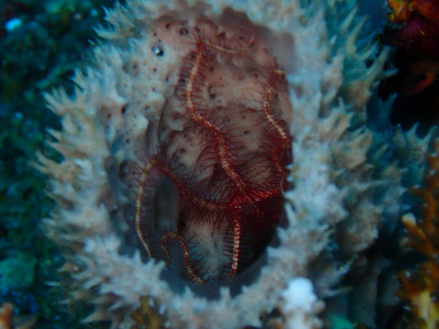 Ophiothrix purpurea Ophiothrix purpurea