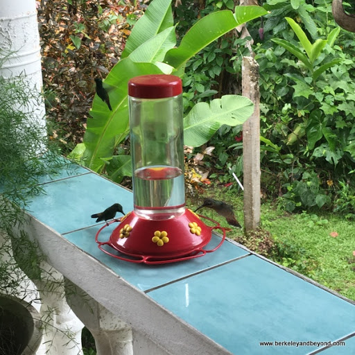 cam Traveler webcam focused on hummingbird feeders, Studio City