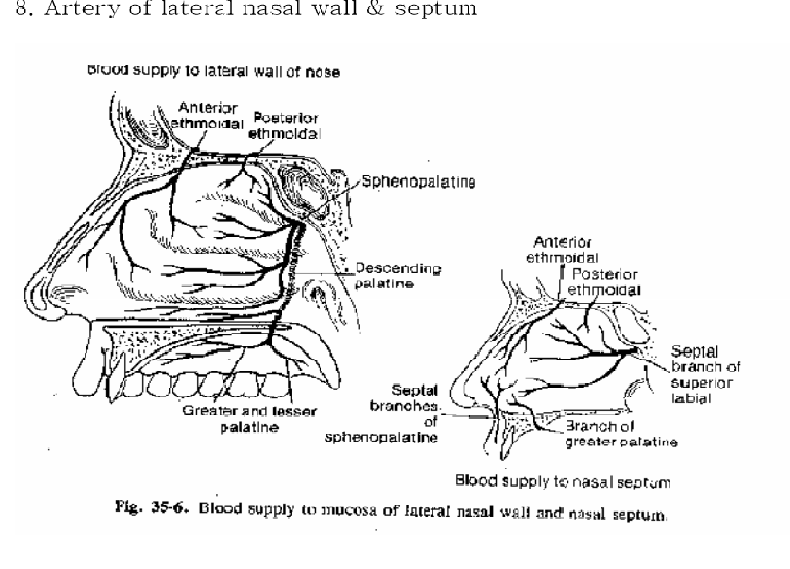 Nose Revision Surgery and Surgeons Vascularity of the nose and it's