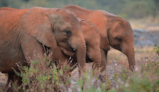 Elefante africano